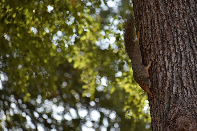 吳少聰以其 吳少聰以其